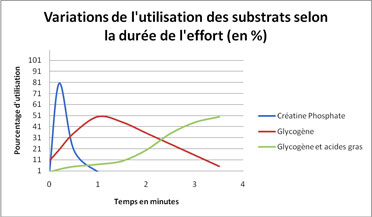 La créatine : mythes et réalités